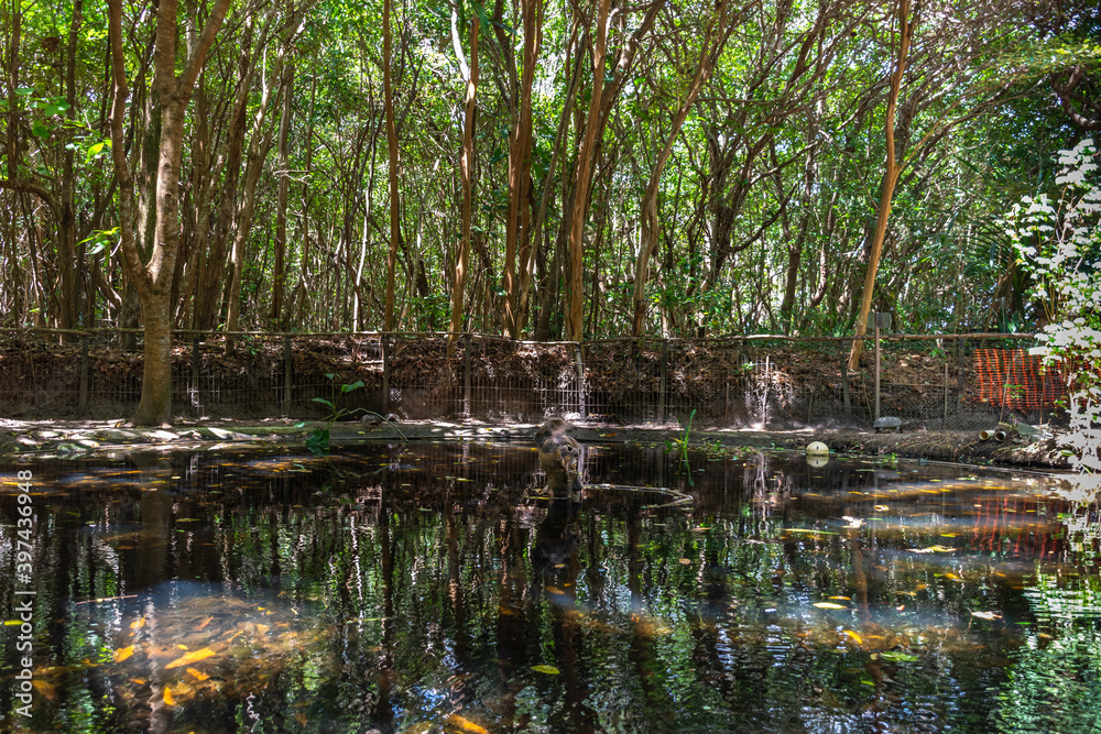 Mata fechada com reflexo na agua do lago Mata fechada com reflexo na agua do lago
