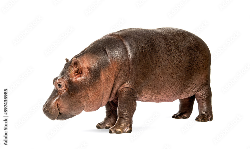 Naklejka premium Hippo calf, 3 months old, isolated, Hippopotamus amphibius