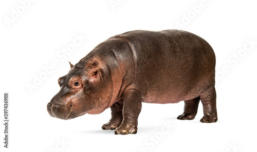 Hippo calf, 3 months old, isolated, Hippopotamus amphibius