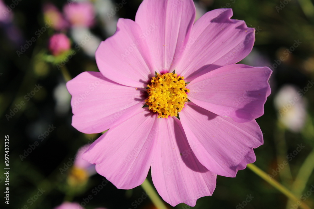 Fototapeta premium pink and yellow flower plant