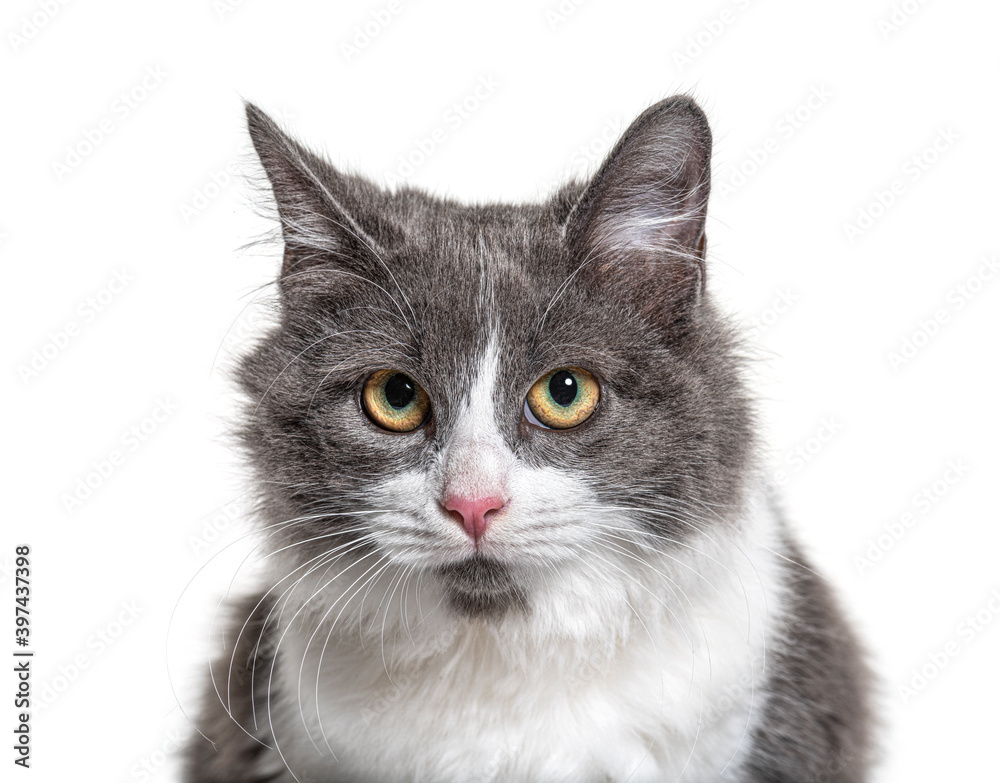 Close-up on a young Crossbreed cat blue eye