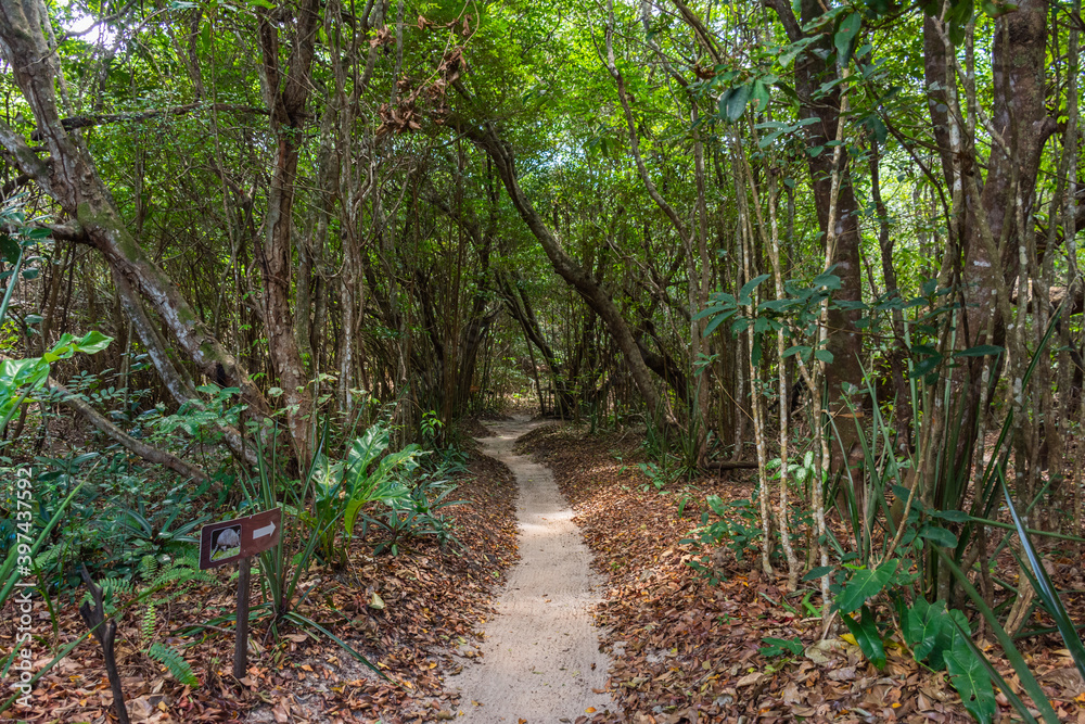 Fototapeta premium Caminho pela mata atlantica