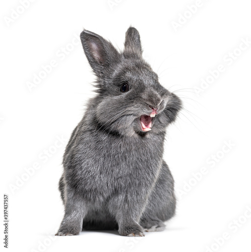 Expressive Grey young rabbit standing in front, isolated, making a face