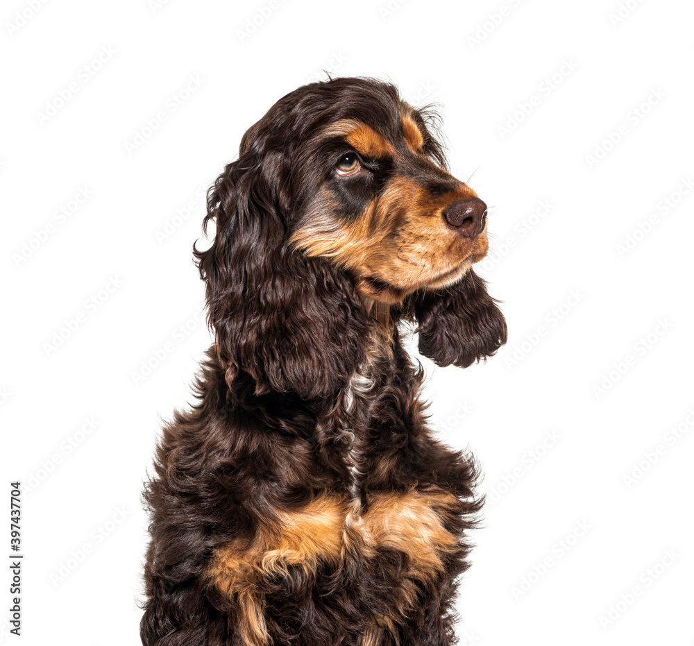 Head shot of Brown English cocker spaniel dog isolated on white
