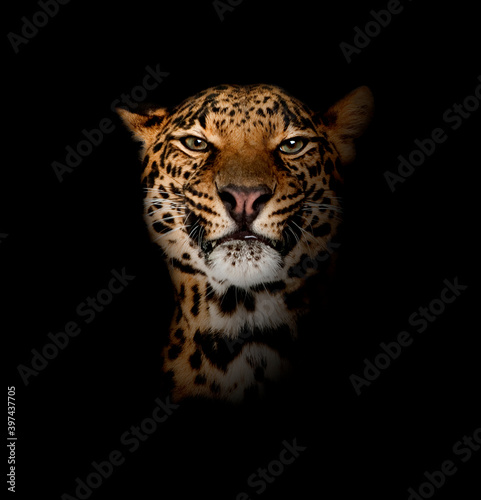 Leopard, Panthera pardus, lying in front of black background