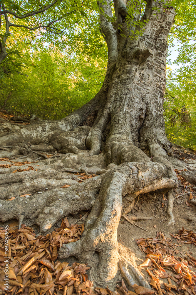 The roots of a beech tree in the foreground. natural autumn background.