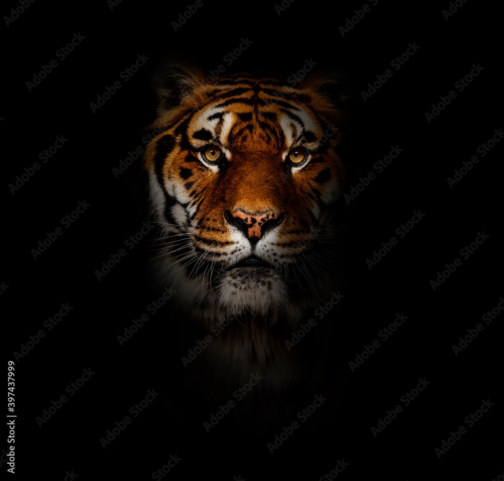 Close-up on a tiger facing at the camera, big cat on black background