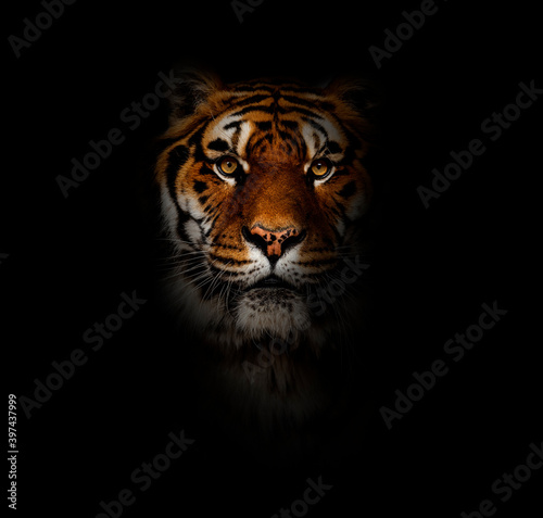 Close-up on a tiger facing at the camera, big cat on black background © Eric Isselée