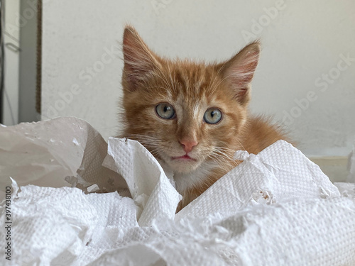Ginger Kitten, mixed-breed cat, playing with soft white paper