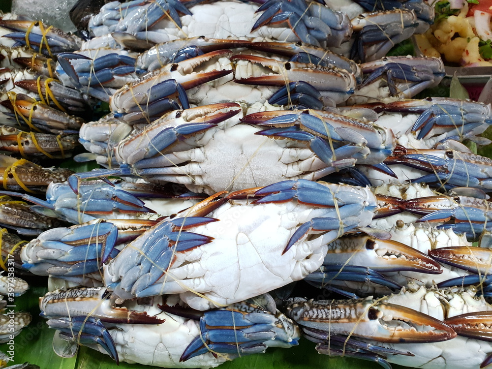 BLUE SWIMMING CRAB is strapped with rubber. Put up for sale at the fresh market