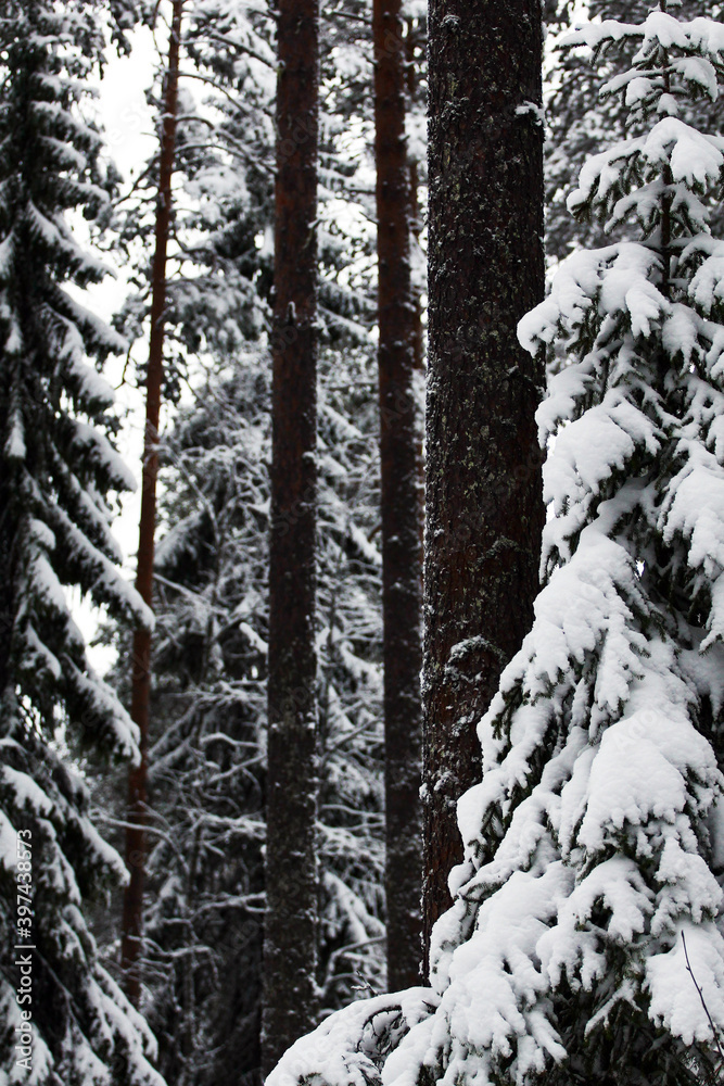 Spruce trunks and branches covered with white snow and frost Spruce trunks and branches covered with white snow and frost