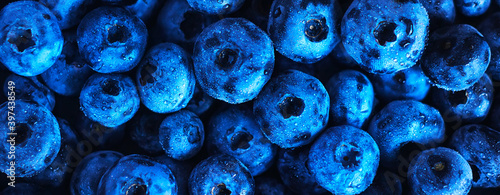 Ripe large sweet blueberries, covered with small drops of pure dew. Rich harvest of berries. Background.