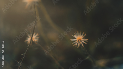 Flower growth in spring  