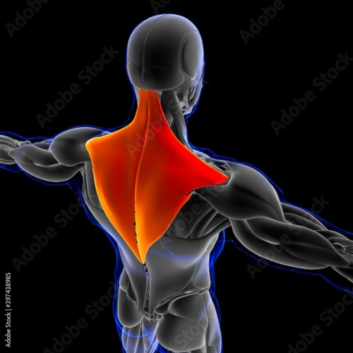 Trapezius Muscle Anatomy For Medical Concept 3D Illustration photo