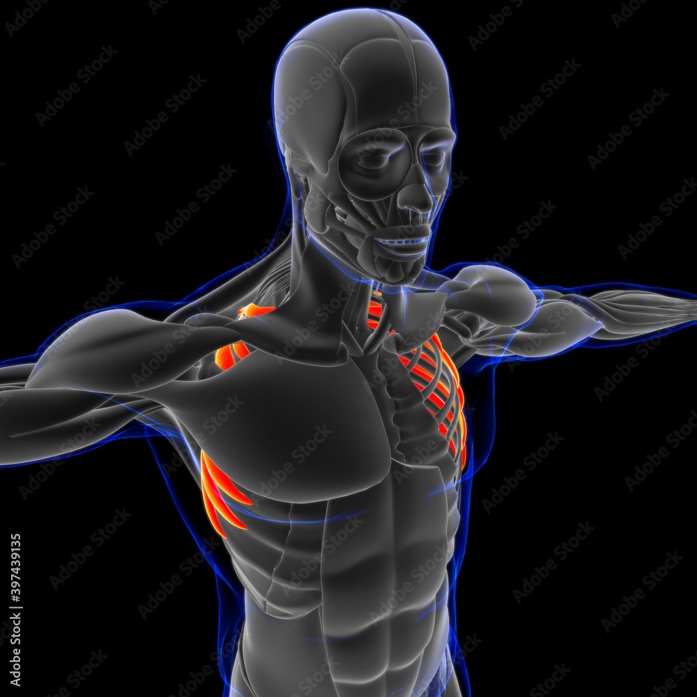 Serratus Anterior Muscle Anatomy For Medical Concept 3D Illustration ...