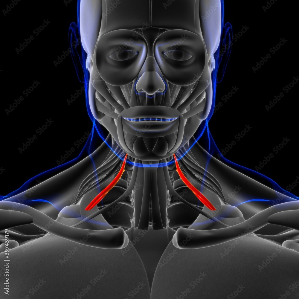 Scalenus Anterior Muscle Anatomy For Medical Concept 3D Illustration ...