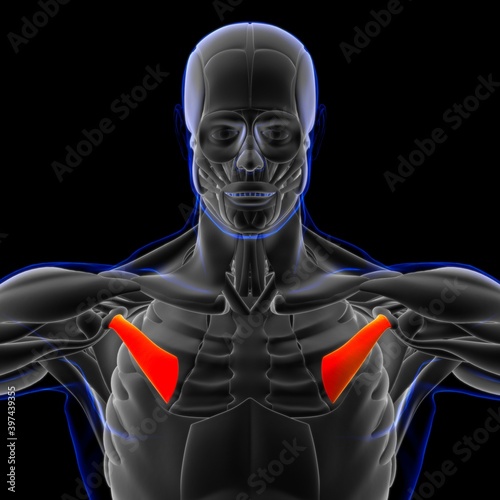 Pectoralis Minor Muscle Anatomy For Medical Concept 3D Illustration
