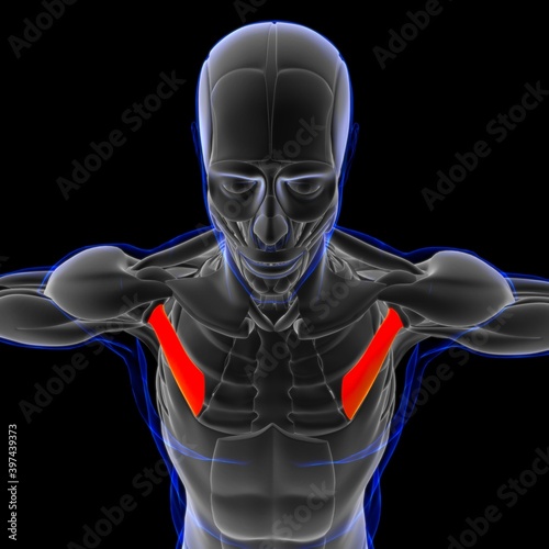 Pectoralis Minor Muscle Anatomy For Medical Concept 3D Illustration