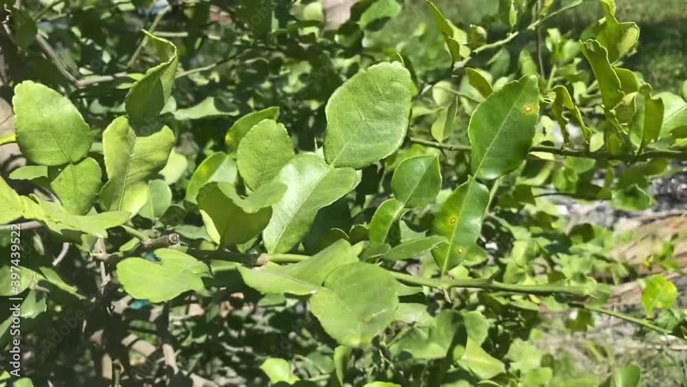green citrus hystrix leaf in nature garden green citrus hystrix leaf in nature garden