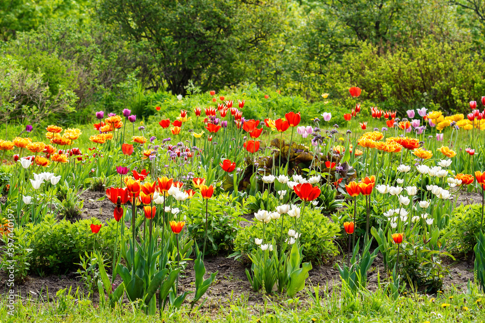 Flower bed with tulips