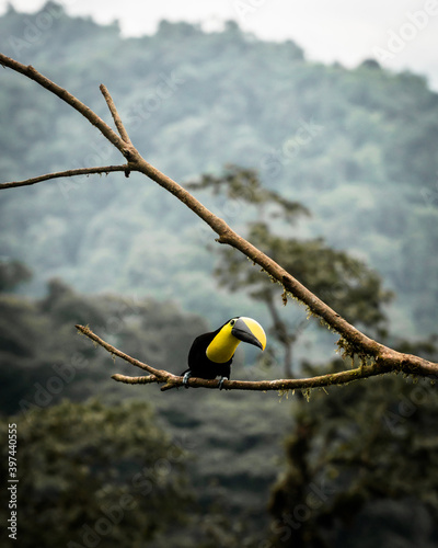 Ecuador Toucan