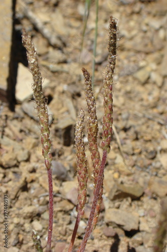 Toothed Plantain (Plantago serraria) 