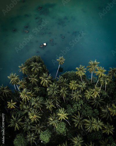 Sri Lanka Palm Reflection