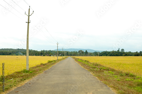 A village road through a paddy field ready to harvest