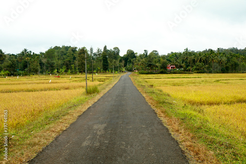A village road through a paddy field ready to harvest