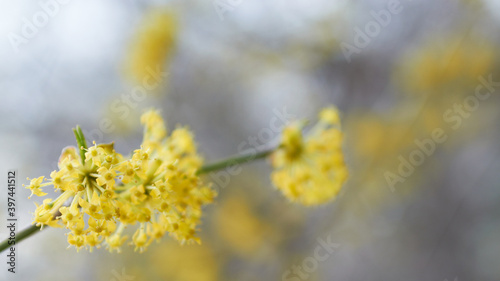 Tło, podkład. Delikatne żółte kwiatki na drzewie jawor, rozmyte tło, jasna tonacja, niski kontrast.