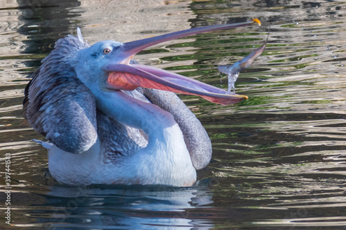 pelican fishing in the dählhölzli zoo in bern