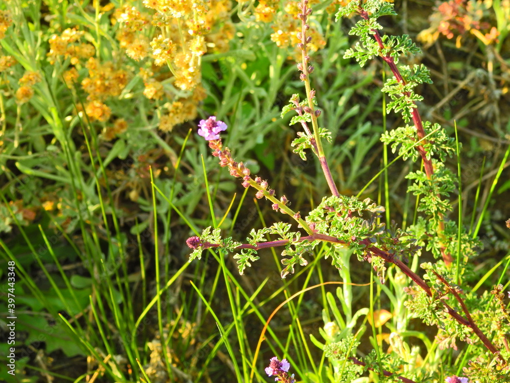 Procumbent Vervain (Verbena supina) Procumbent Vervain (Verbena supina)