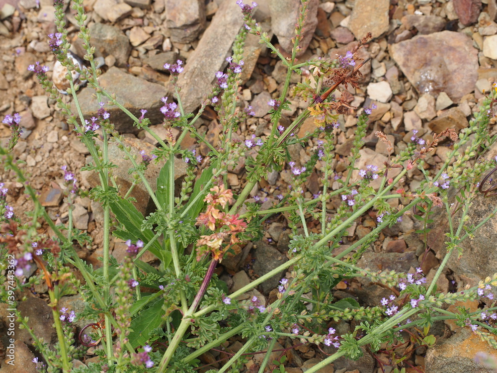 Procumbent Vervain (Verbena supina) Procumbent Vervain (Verbena supina)