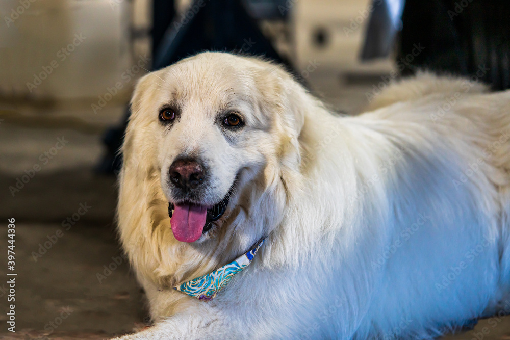 Great Pyrenees Great Pyrenees