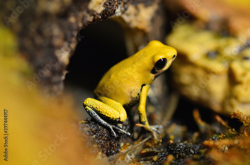 Yellow little poison frog - animal in nature