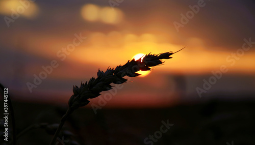 wheat field in sunset - grain germ on acre II.