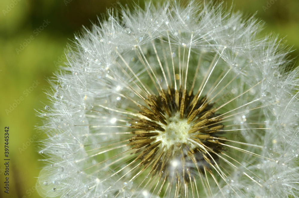Fototapeta premium seeds of a dandelion flower blossom - light as a feather