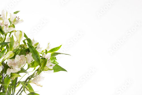 White flowers on left side of image with copy space on the right