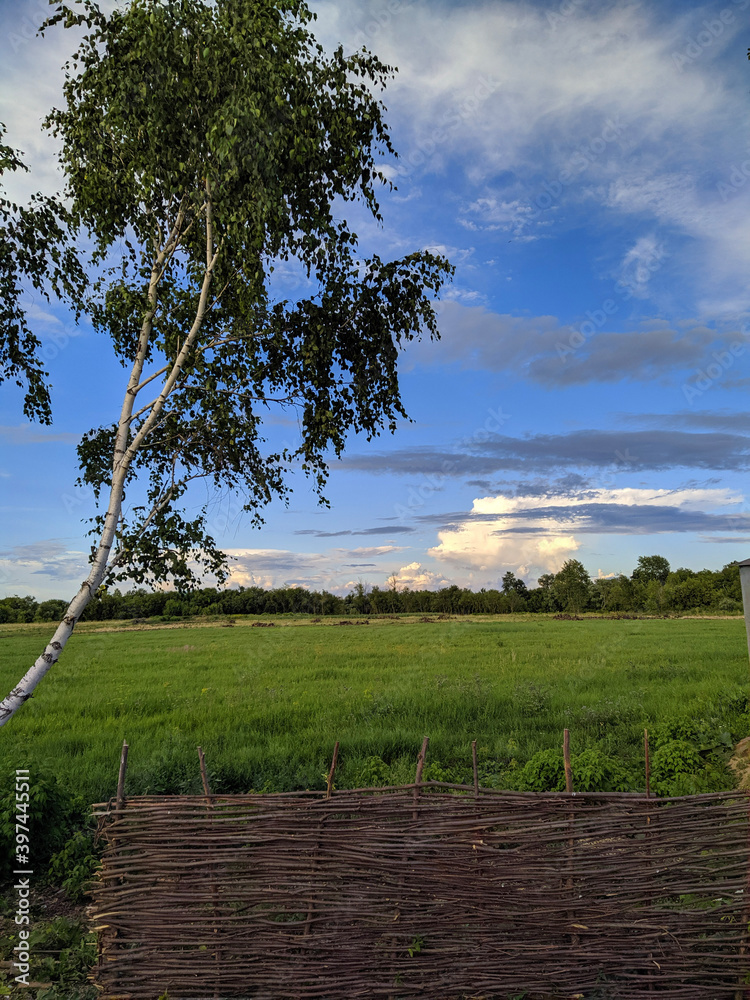 trees in the field