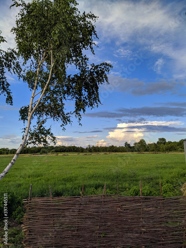 trees in the field