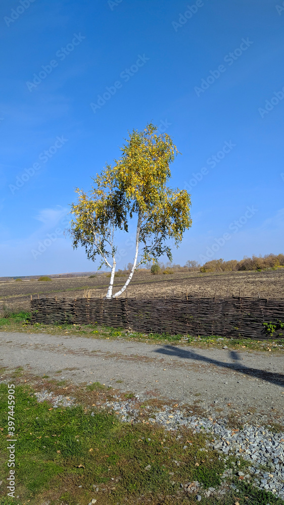 tree on the shore