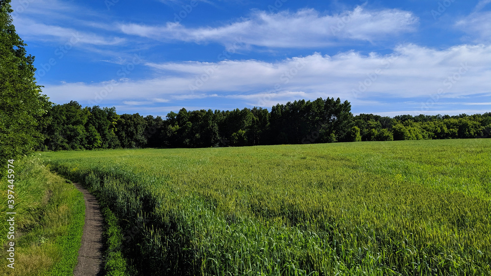 field and blue sky field and blue sky