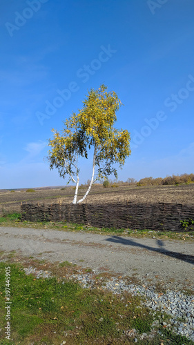 Obraz na płótnie tree on the shore w salonie