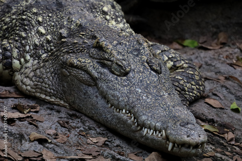 Close up head crocodile is sleep on the canal at thailand © pumppump