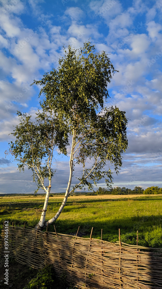 tree in the field