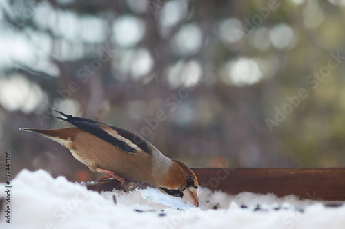 Grubodzioby zimą chętnie zaglądają do karmnika i smakuje im słonecznik. Ptak w karmniku na tle rozmytych refleksów światła. Pomagajmy ptakom.
