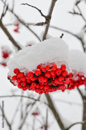A branch of ripe rowan is covered with snow. Winter red berries.