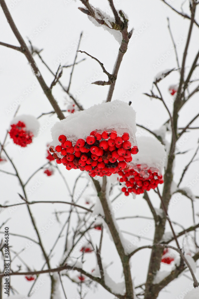 There are many ripe winter fruits on the rowan bush. Winter berries are covered with snow. There are many ripe winter fruits on the rowan bush. Winter berries are covered with snow.
