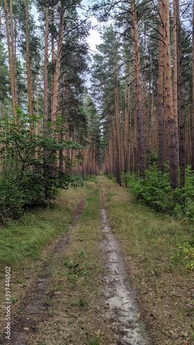 Obraz na płótnie path in the forest w salonie