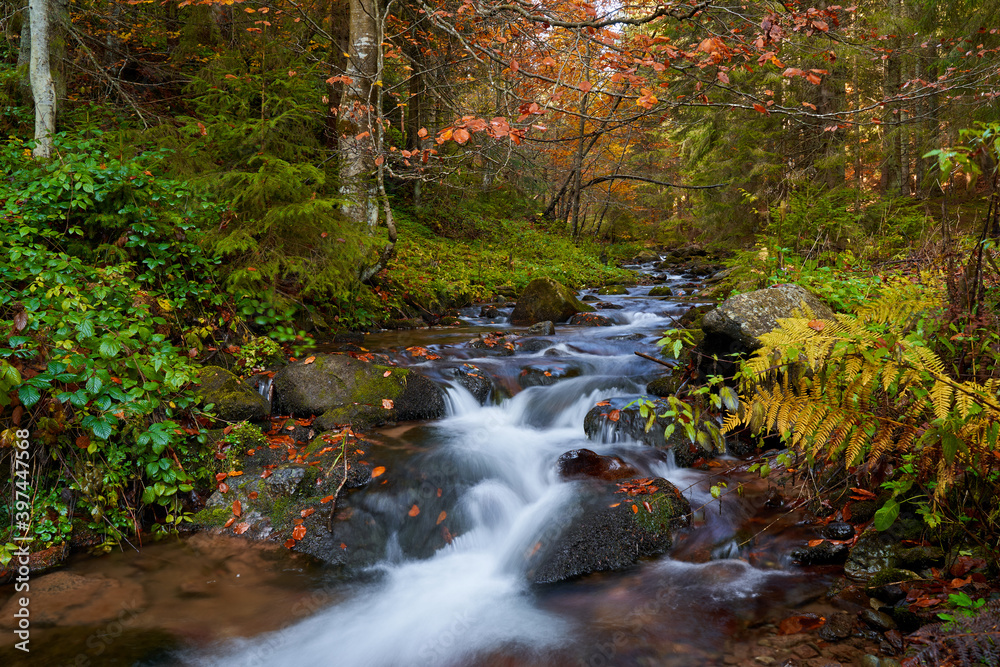 Colorful autumnal landscape of a river in the forest